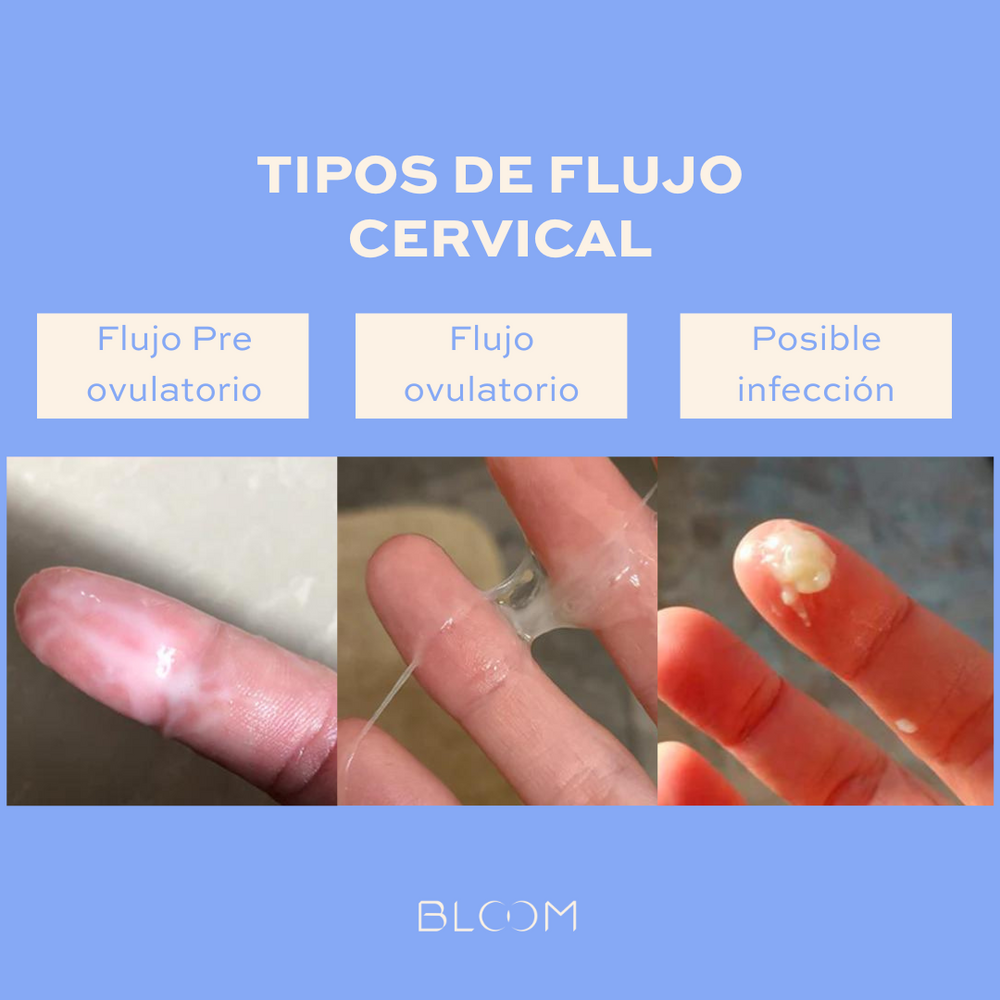 FLUJO CERVICAL Y FERTILIDAD - bloomcolombia