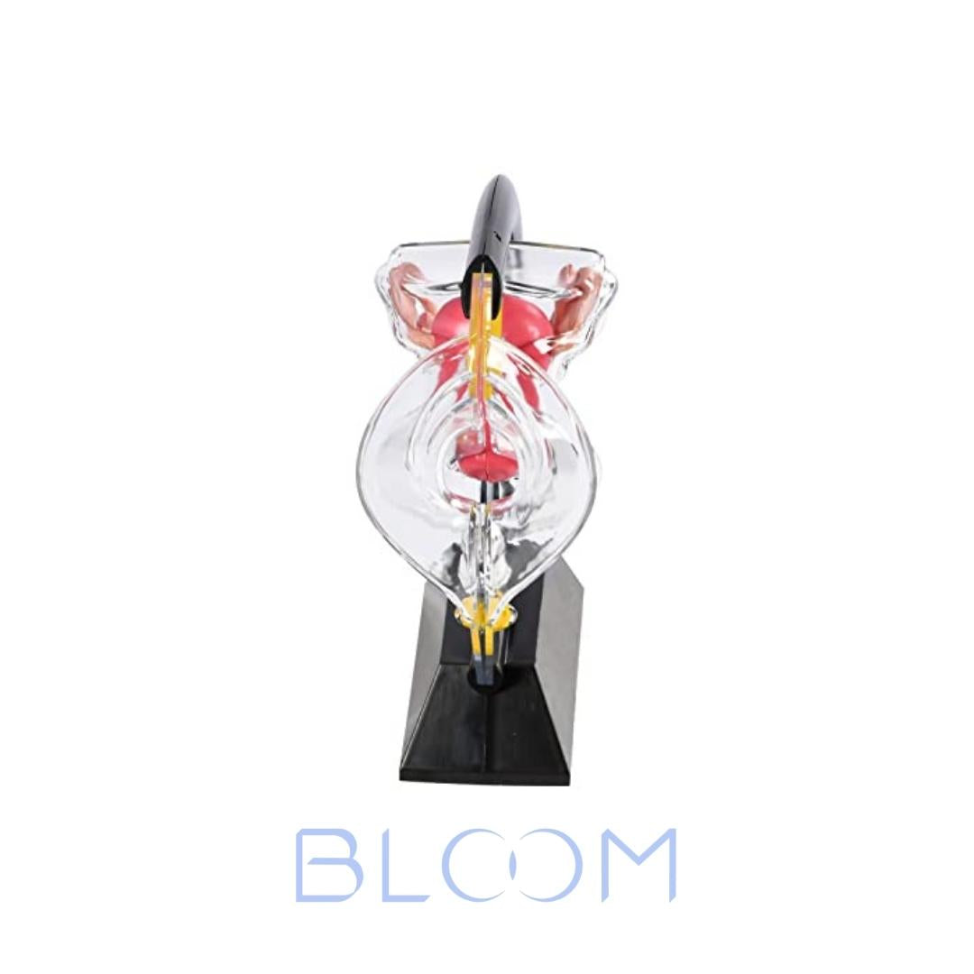 Vista de frente modelo anatómico sistema reproductor femenino, BLOOM, accesorios BLOOM